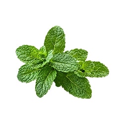 Recette menthe